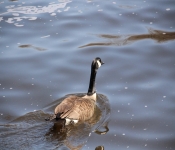 2014 04 20 MinnehahaFalls 004